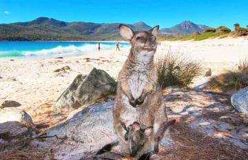 Tasmania wildlife goes to the beach 