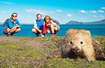 wombats at Maria Island