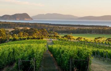 Tasmania Pinot growing country