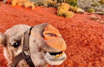 Camel ride in red centre