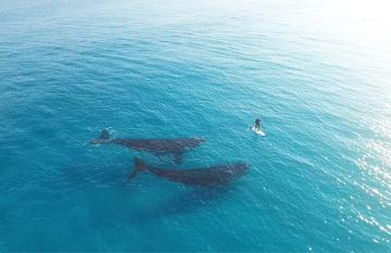 Paddleboarding with whales at Esperance