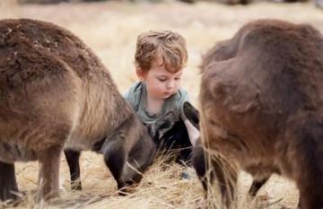 Wildlife on Kangaroo Island 