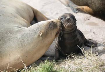 Abrolhos Islands 2