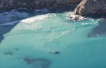 Ceduna Whale Watching